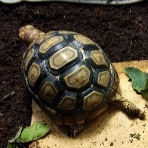 Meet your Posher, Elnl